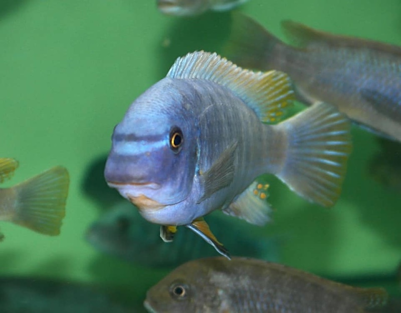 Labeotropheus fuelleborni 'Chidunga Rocks'
